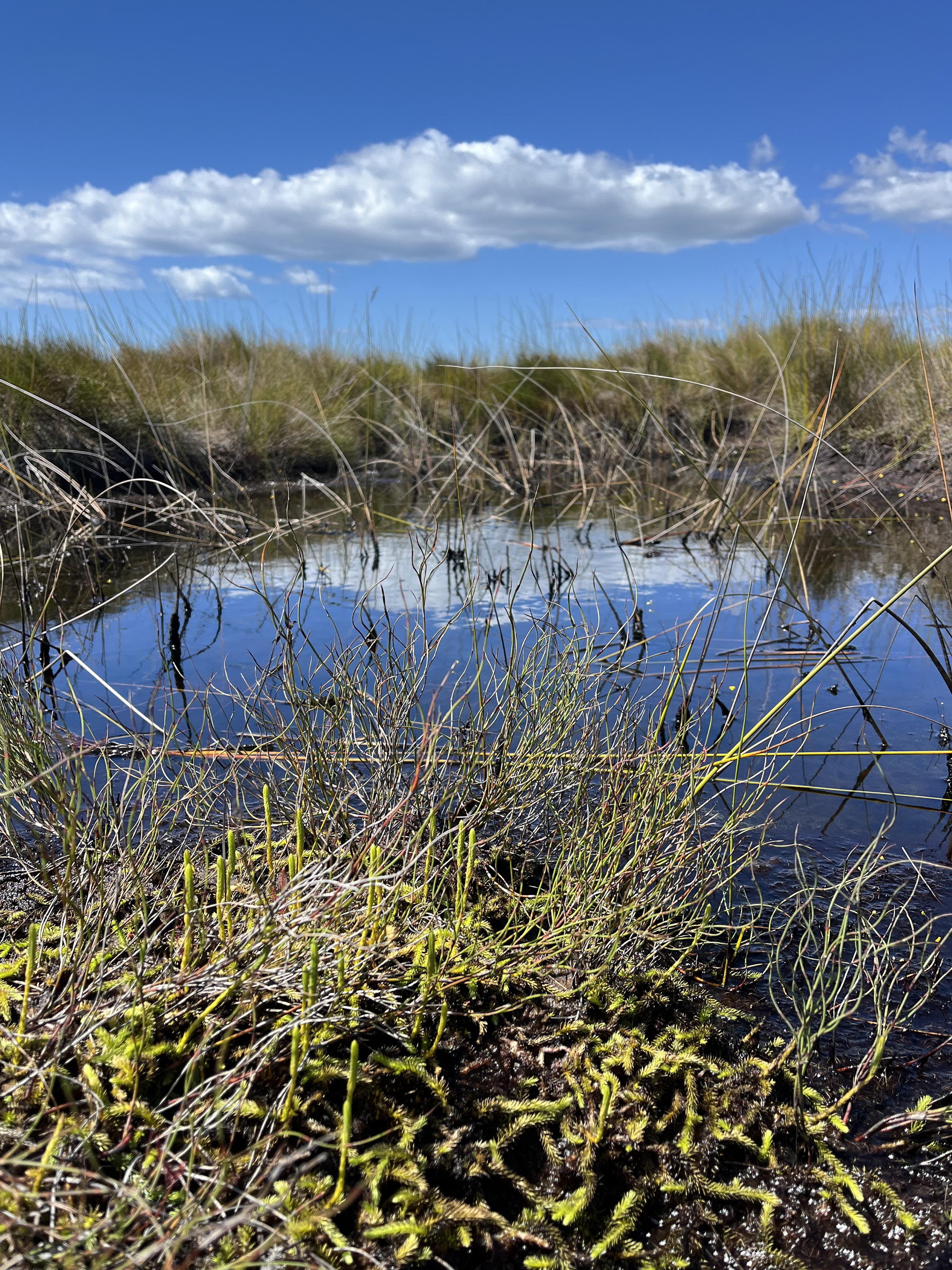 Kaimaumau-Motutangi wetlands vegetation monitoring, Northland